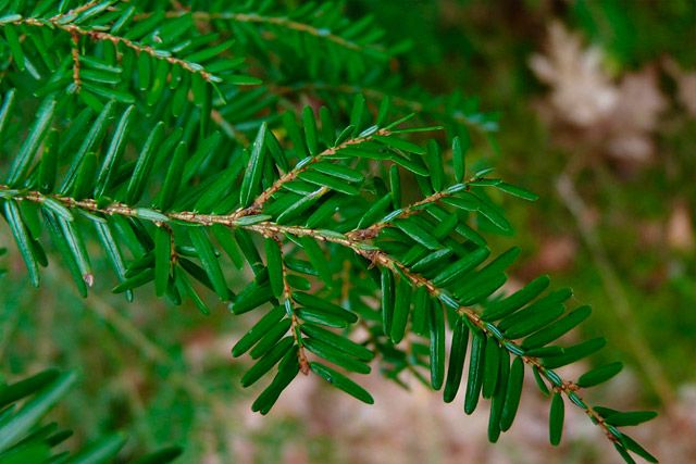 Close up of a Hemlock tree branch showcasing how the needles grow