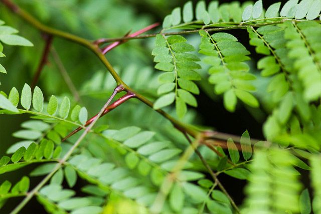 Close up of a Honey Locust tree branch showing the fern-like growing pattern of the leaves