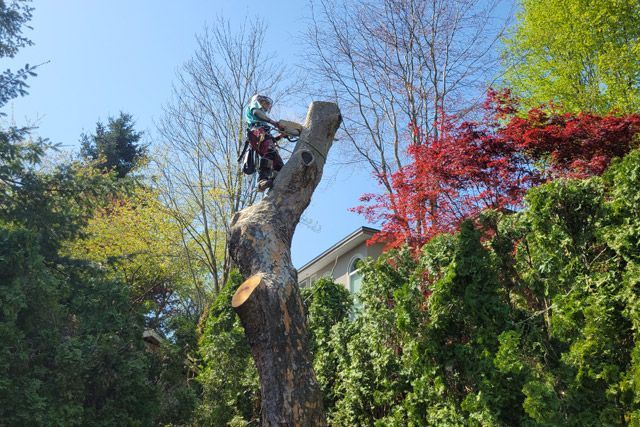 Tree removal service - arborist removing sections of a tree trunk