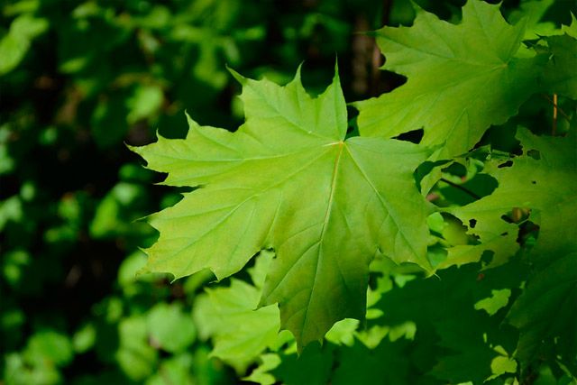Close up of a Maple tree branch highlighting the shape of the leaves