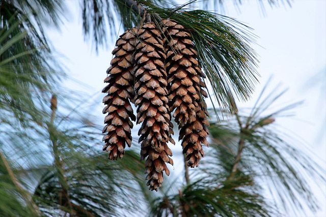 A group of Pine cones hanging on a Pine tree branch
