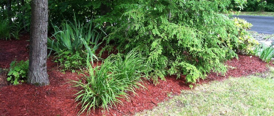 Proper mulching techniques around trees and other plants