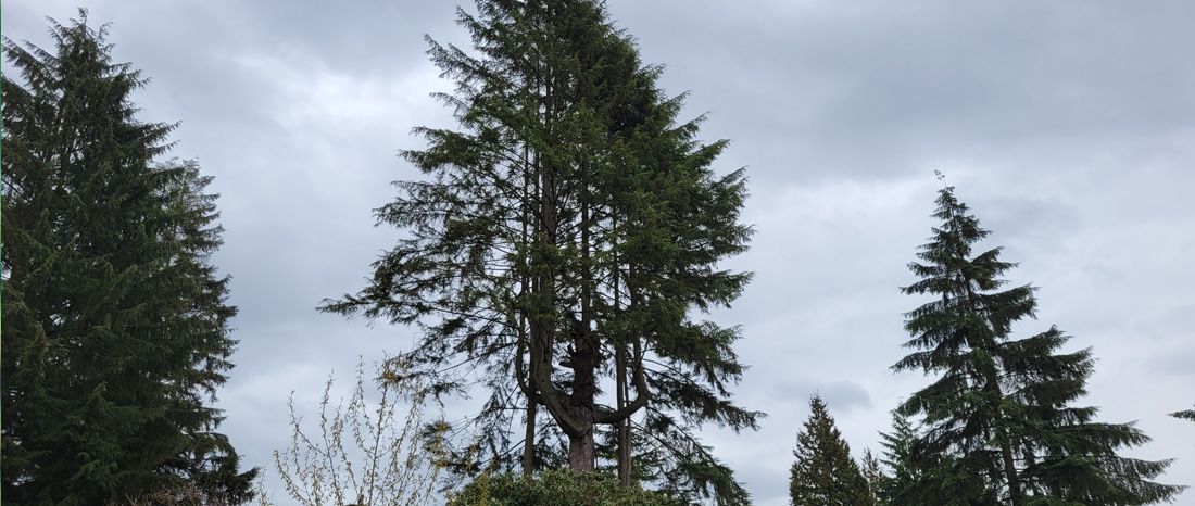 Irregular regrowth after topping a tree in Abbotsford, BC