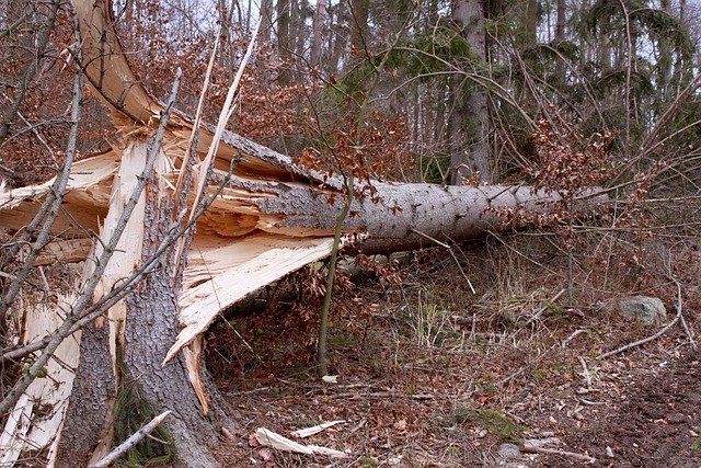Fallen tree in Abbotsford BC