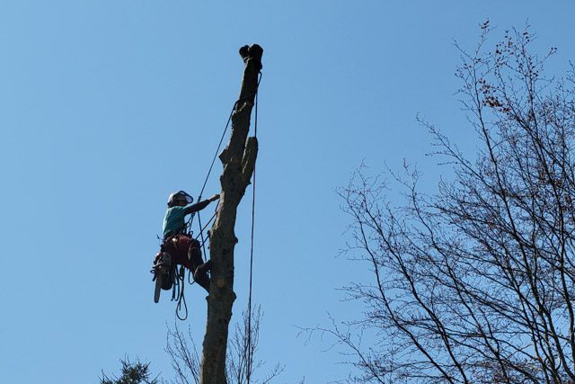 Removing a tree in Abbotsford, BC