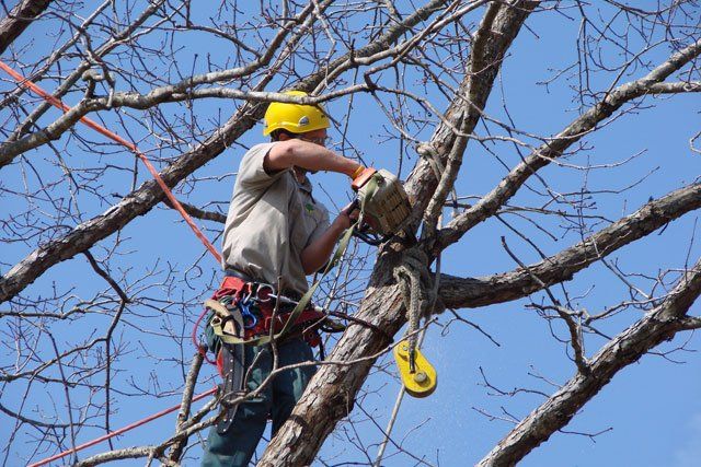 Arborist pruning a tree and rigging the branch down on ropes with a pulley
