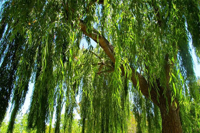 Close up the draping leaves and branches of a Weeping Willow tree