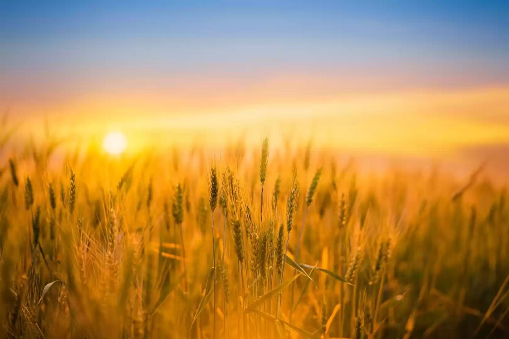 A golden field of wheat at sunset, with the sun low on the horizon casting a warm, orange glow across the crops.