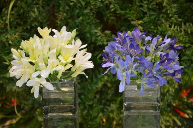 Succulents — Agapanthus in Wellington, FL