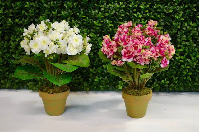 Succulents — African Violet in Wellington, FL