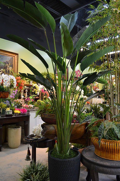 Flower — Bird Of Paradise Tree in Wellington, FL