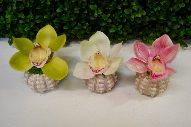 Succulents — Cymbidium Bloom In Sea Urchin in Wellington, FL