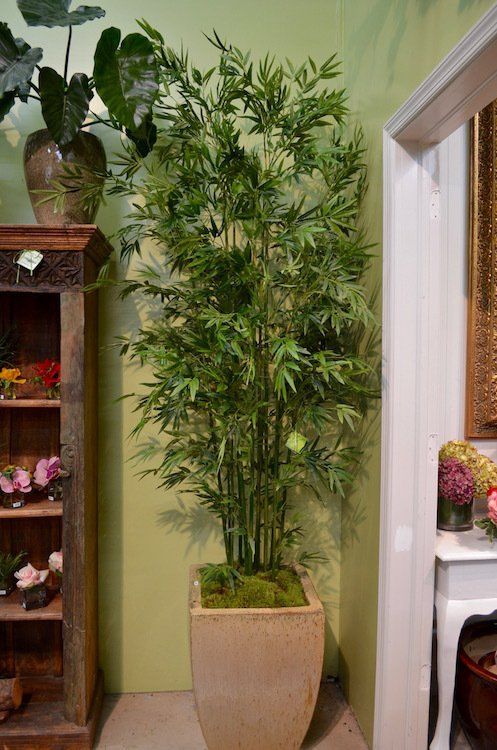 Trees & Standing Plants | Wellington, FL | The Stalk Market