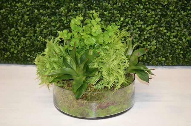 Succulents — Succulent & Mini Fern Mix in Wellington, FL