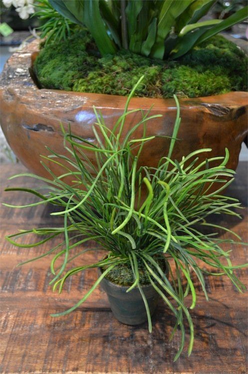 Succulents — Emerald Grass in Wellington, FL