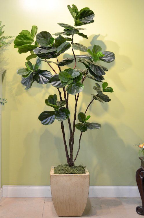 Flower — Fiddle Leaf (Multi-Stem) in Wellington, FL