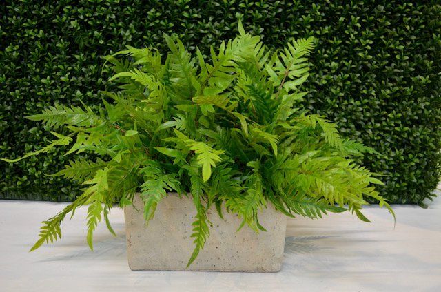 Succulents — Fishtail Fern in Wellington, FL