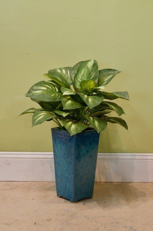 Succulents — Hosta in Wellington, FL