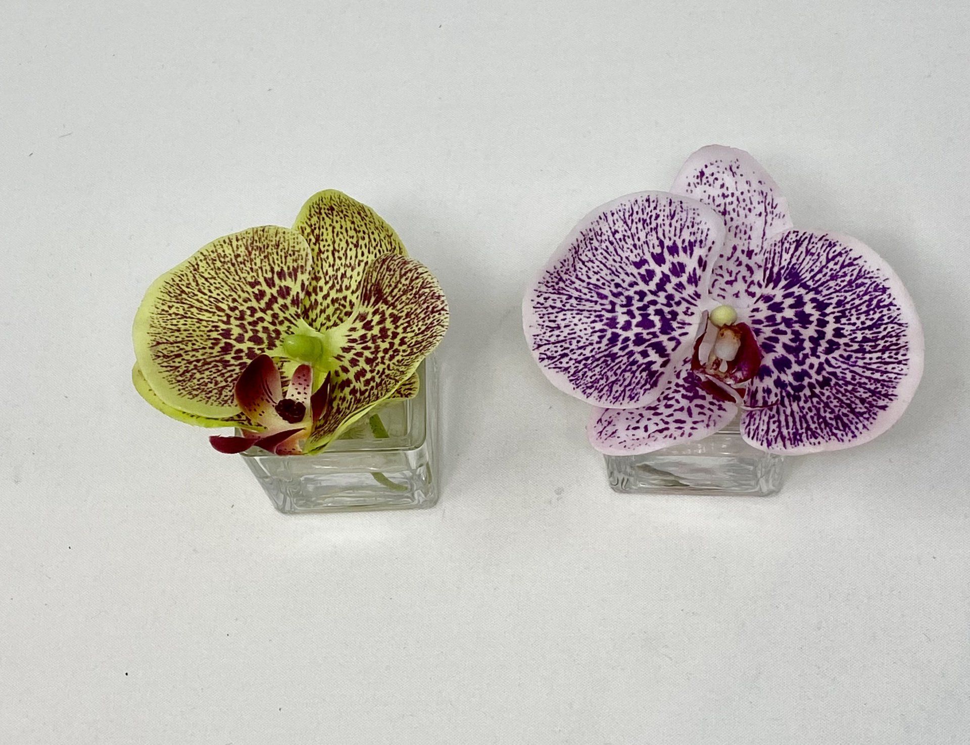 Succulents — Phalaenopsis in Wellington, FL