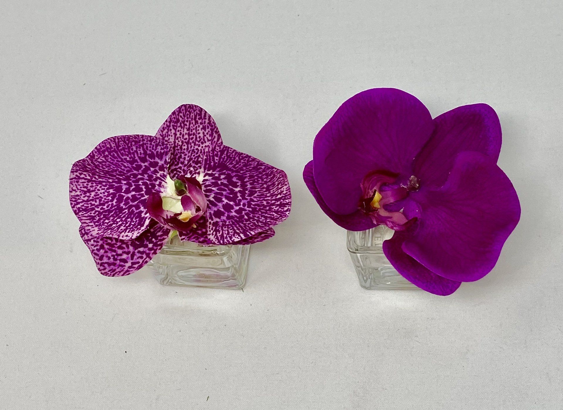 Succulents — Flower Bloom in Wellington, FL