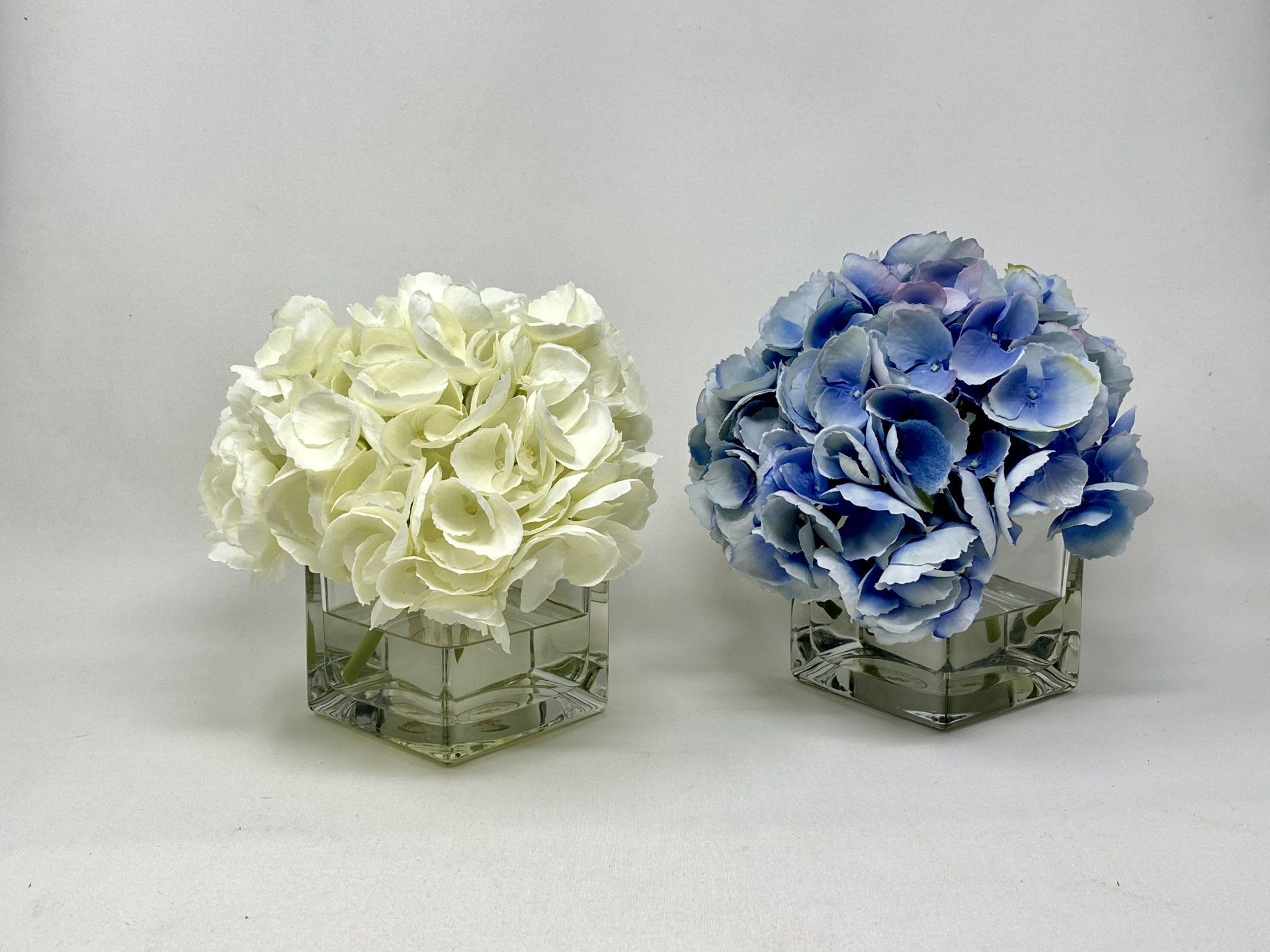 Succulents — Hampton Hydrangea in Wellington, FL