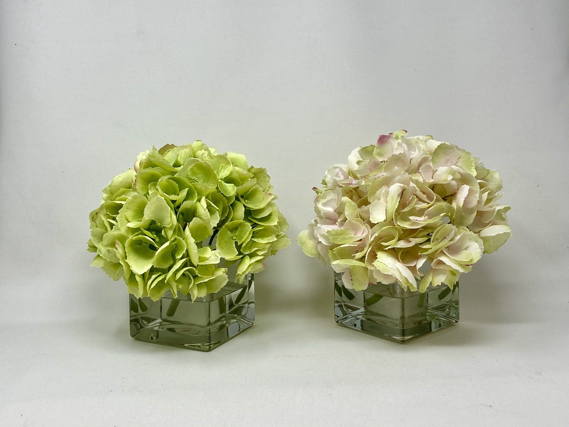 Succulents — Hydrangea in Wellington, FL