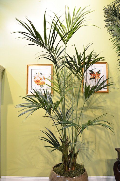 Flower — Kentia in Wellington, FL