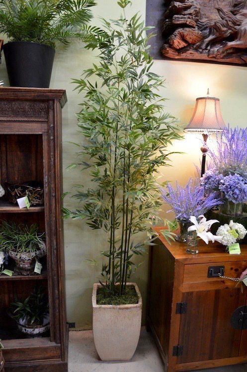 Flower — Mini Bamboo Tree in Wellington, FL