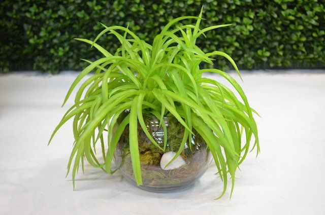 Succulents — Mini Blade Grass in Wellington, FL