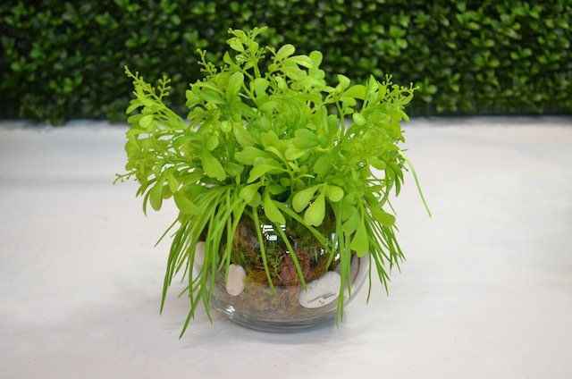 Succulents — Mini Heart Fern & Grass in Wellington, FL