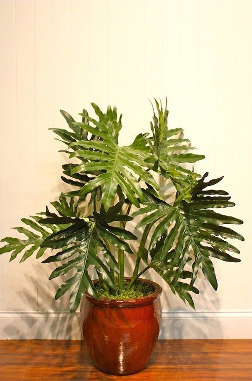 Flower — Split Leaf Philodendron in Wellington, FL