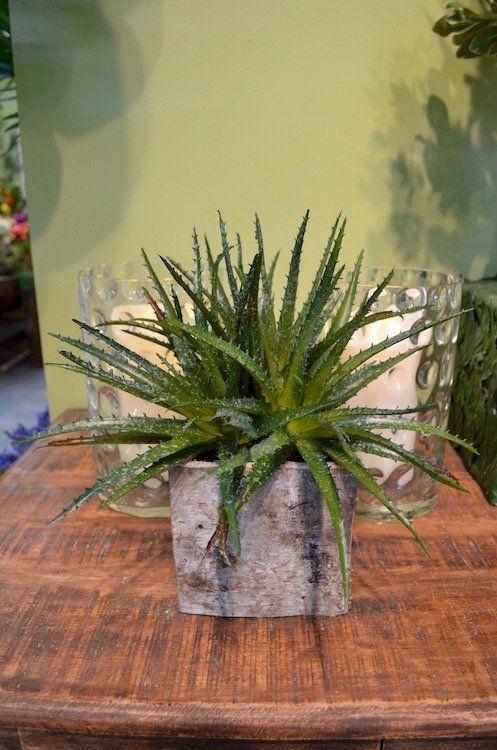 Succulents — Squid Aloe in Wellington, FL