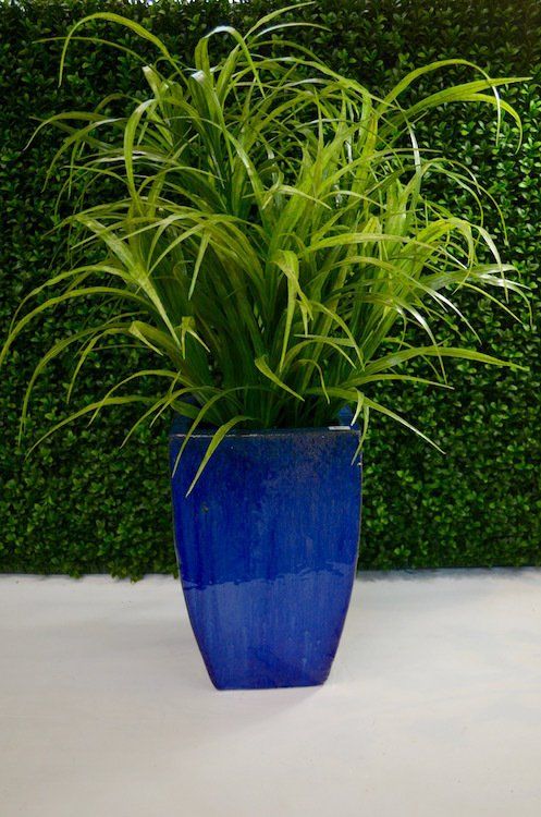 Succulents — Tall Tropical Grass in Wellington, FL