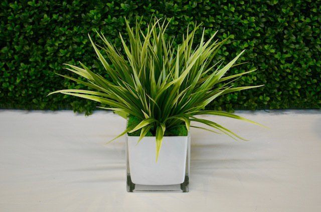 Succulents — Wide Blade Grass in Wellington, FL