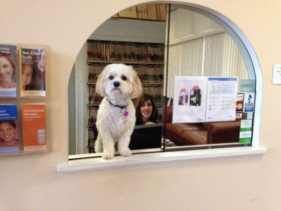 Puppy at window - Dentist in Clifton Park NY