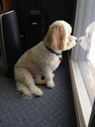 Dog Looking at the Window - Dentist in Clifton Park NY