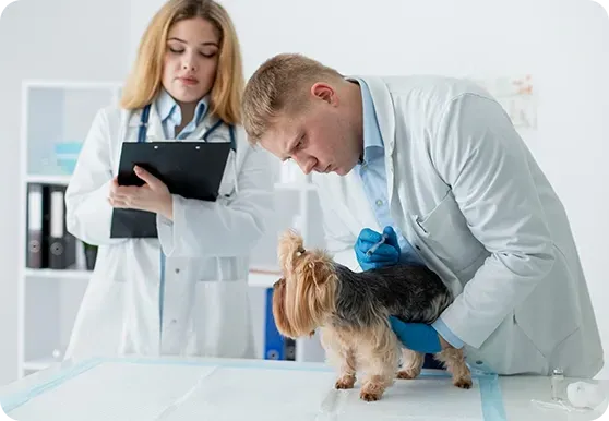 The Problem Every vet clinic Faces