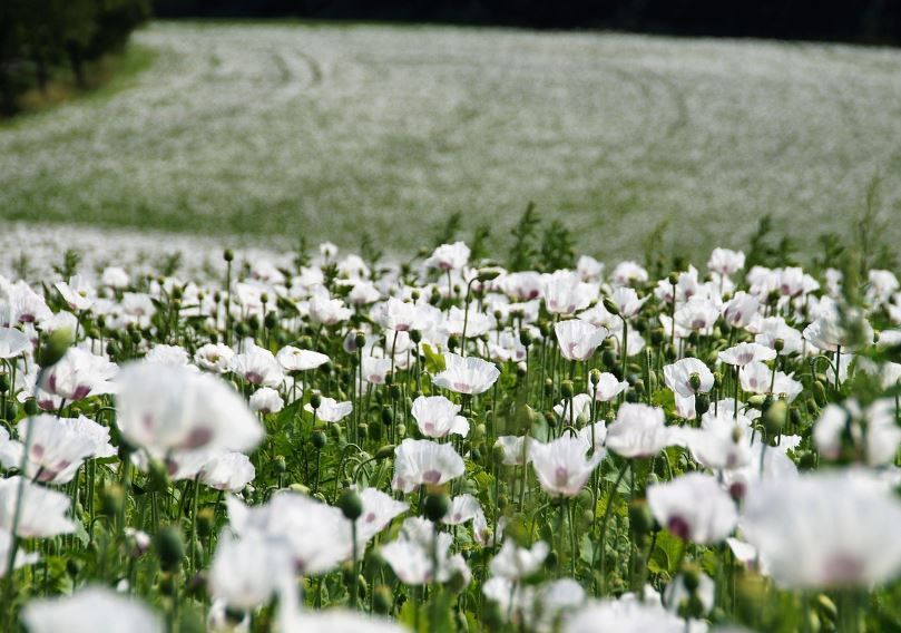 cremation services Emmitsburg, MD