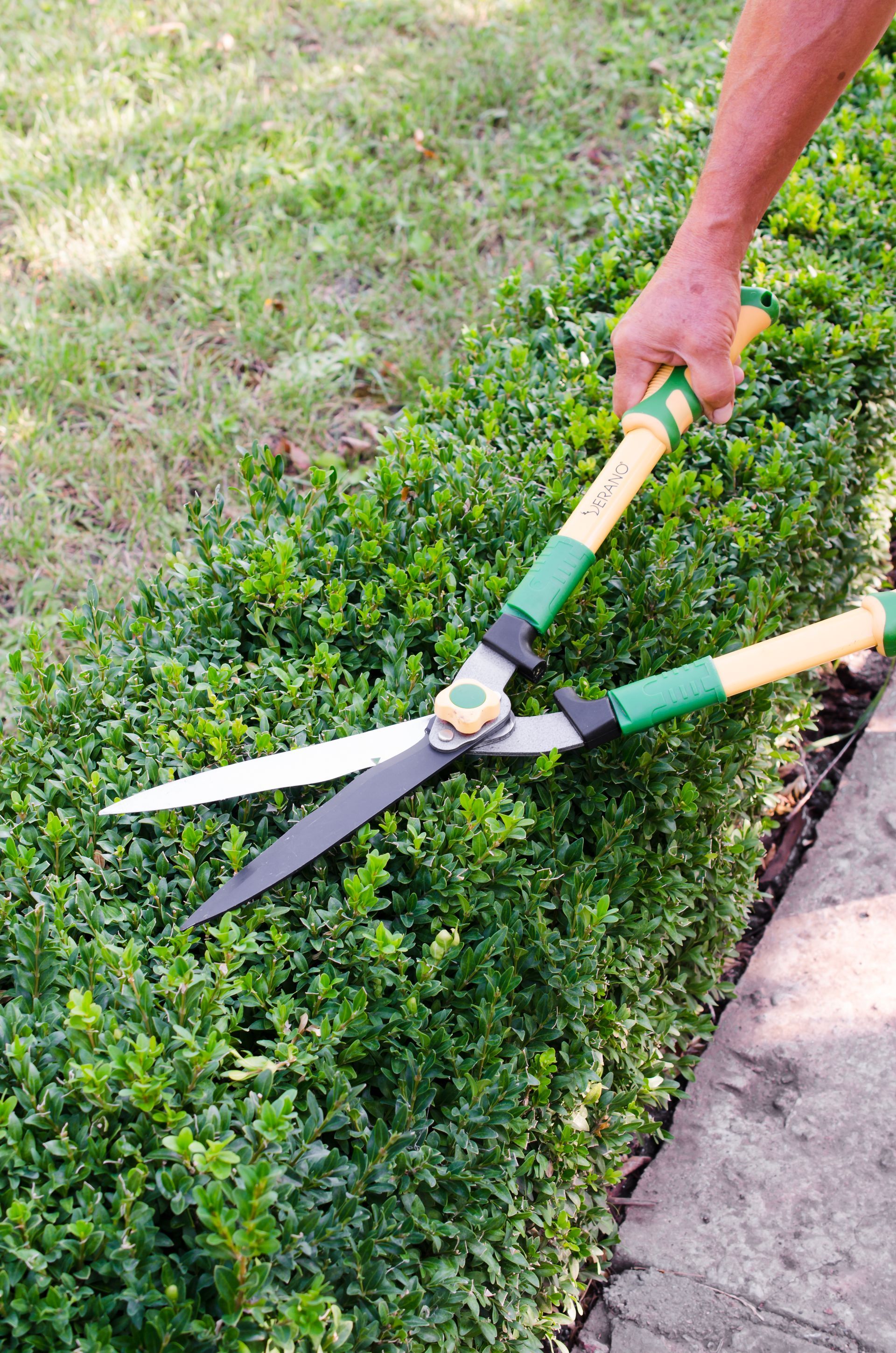 A person is cutting a bush with a pair of hedge shears.