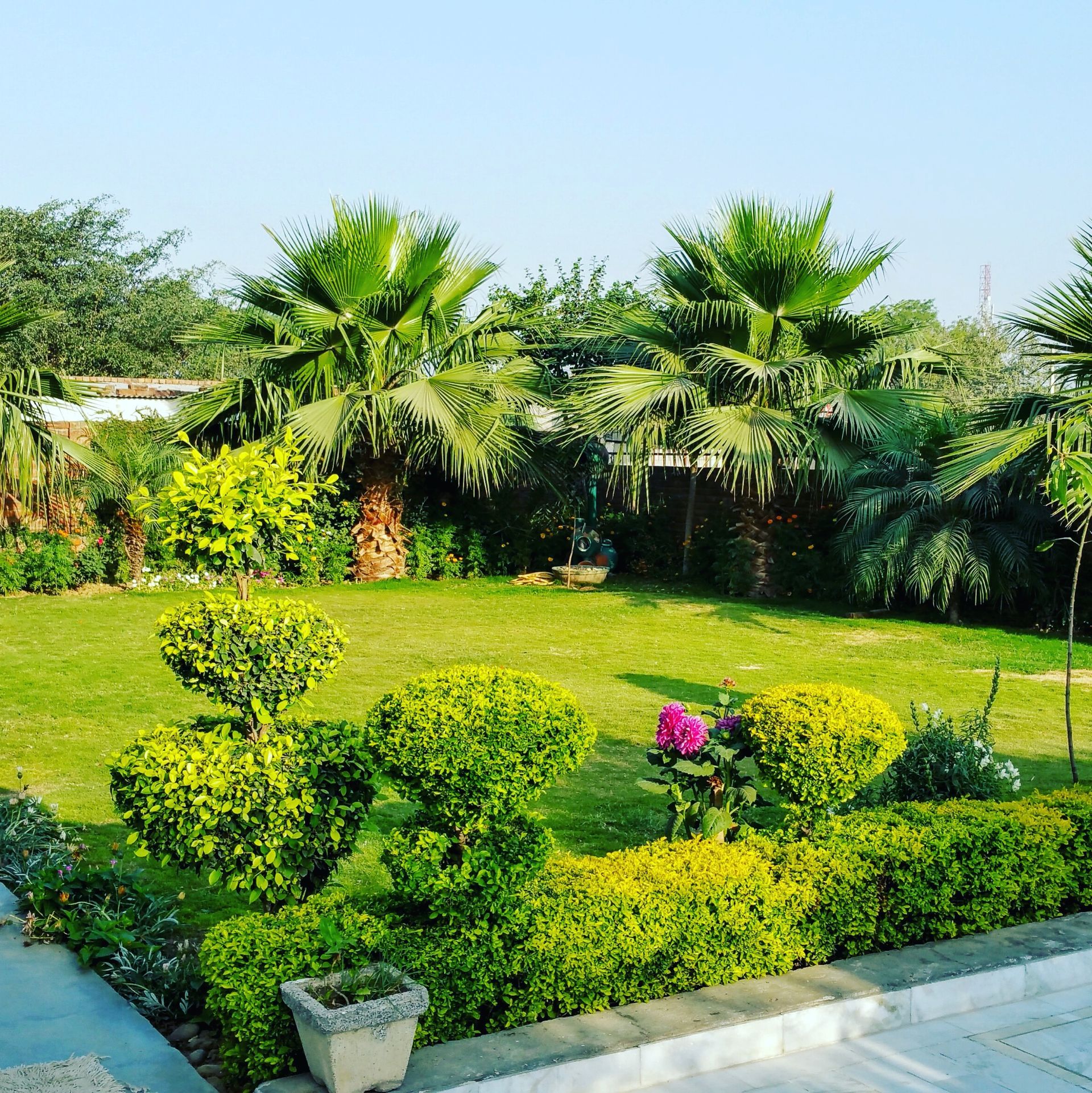 A lush green garden with palm trees and bushes