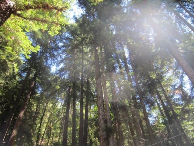 Nature Surroundings — San Francisco, CA — Laurel Realty & Investment