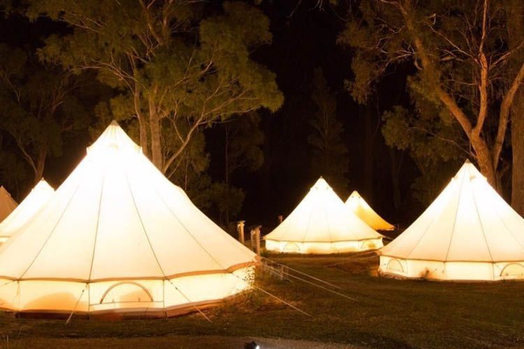 Naked In The Trees — A festival of curiosity in Taumarunui NZ
