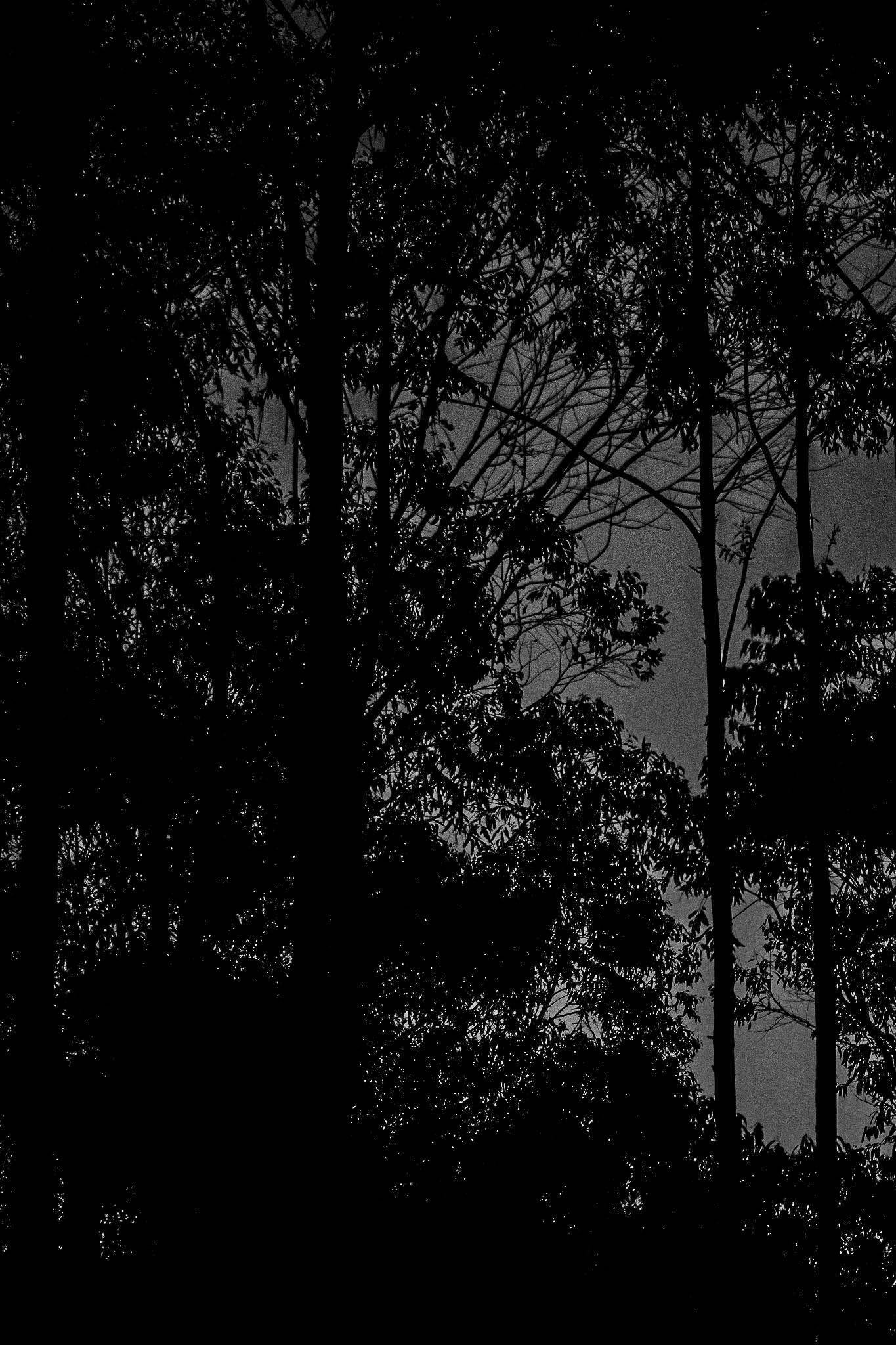 Naked In The Trees — A festival of curiosity in Taumarunui NZ