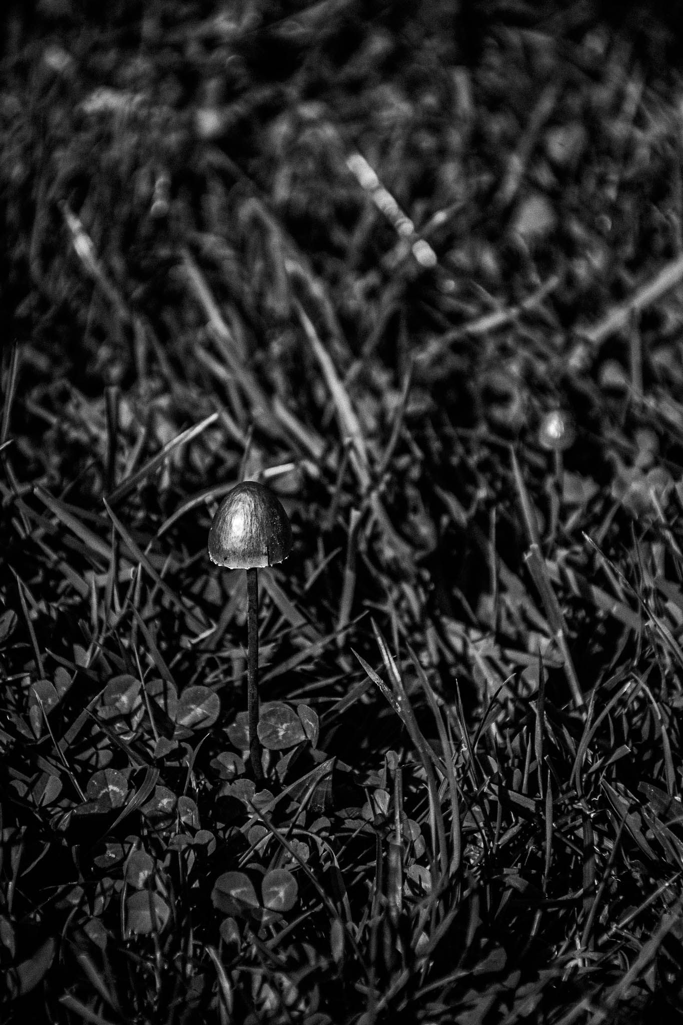 Naked In The Trees — A festival of curiosity in Taumarunui NZ