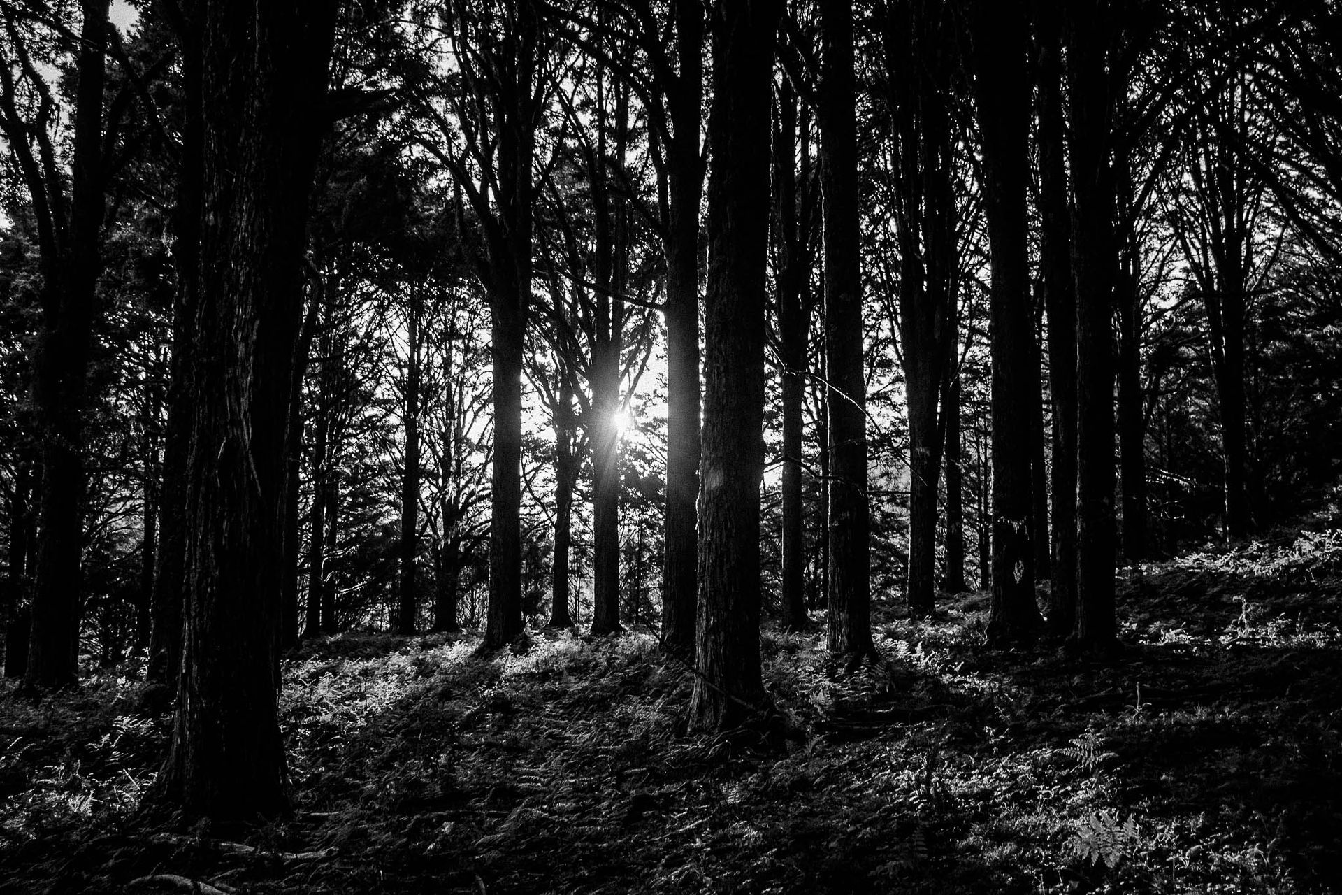 Naked In The Trees — A festival of curiosity in Taumarunui NZ