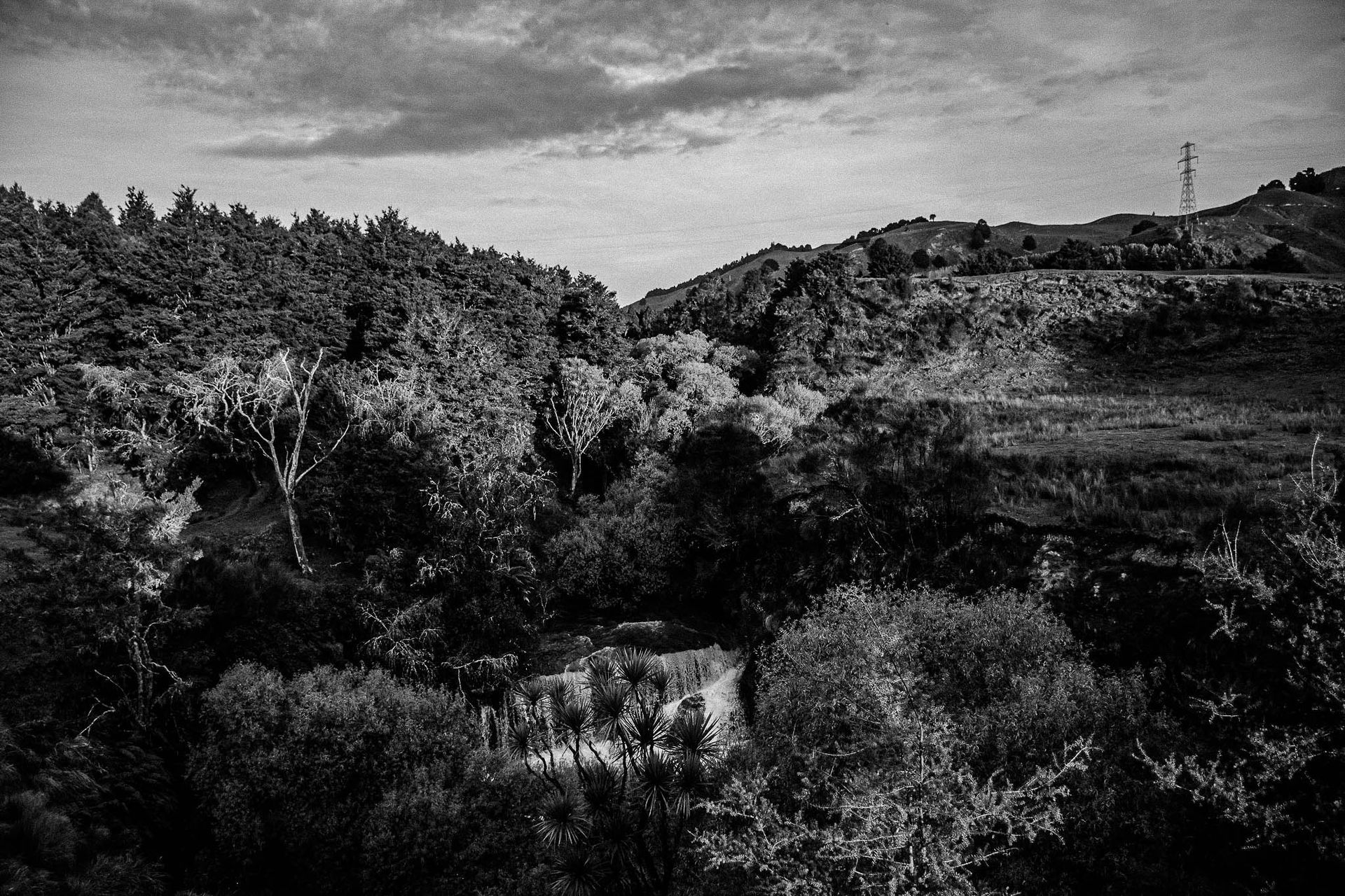 Naked In The Trees — A festival of curiosity in Taumarunui NZ