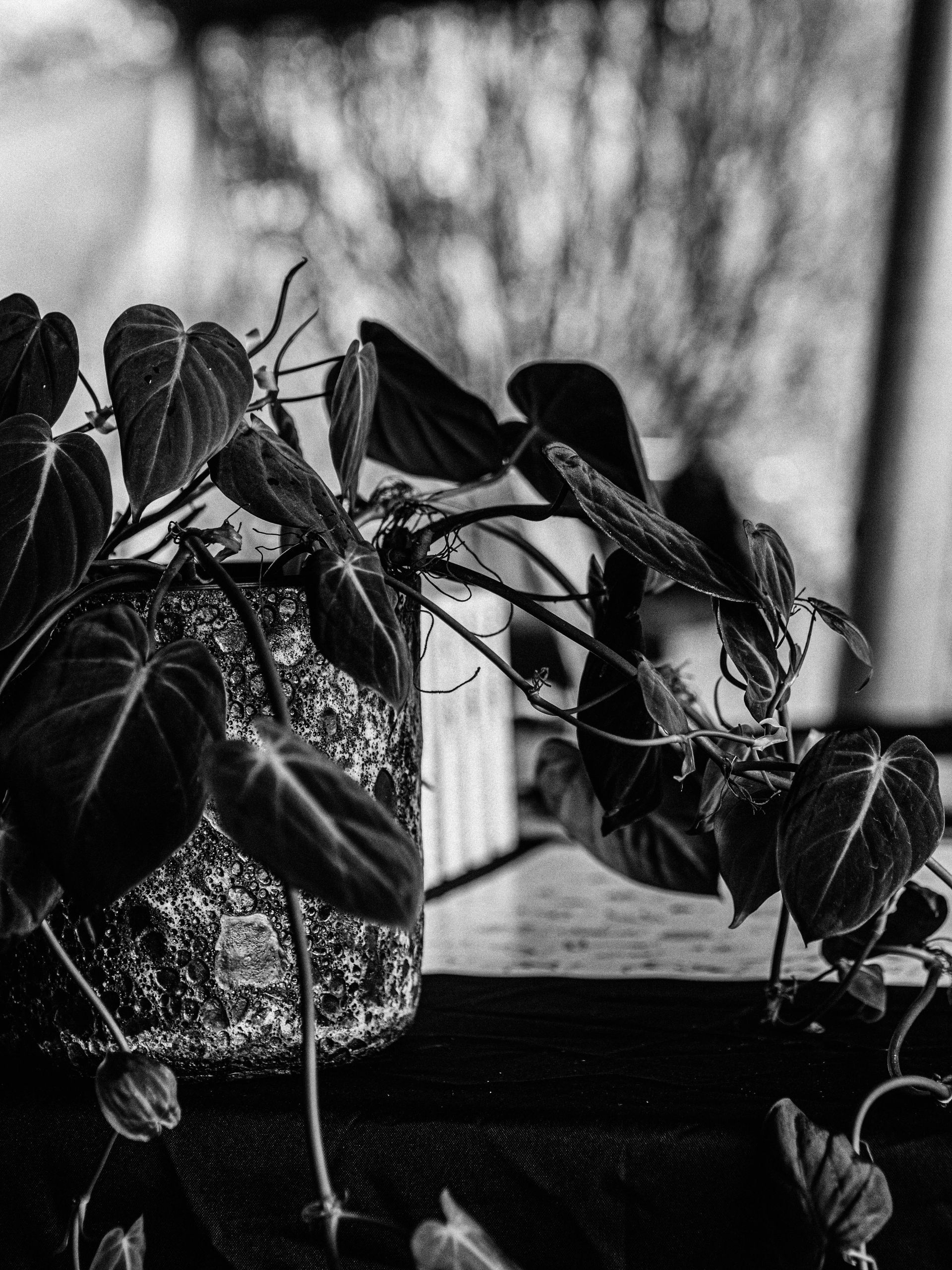 Naked In The Trees — A festival of curiosity in Taumarunui NZ