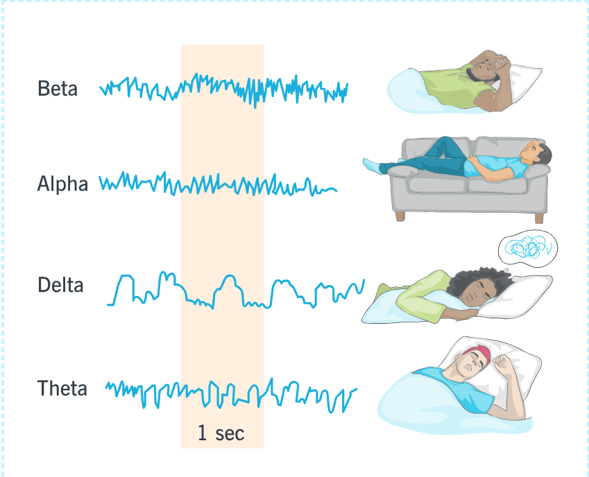 Sleep 101 Continued: Understanding Brainwaves Throughout the Night