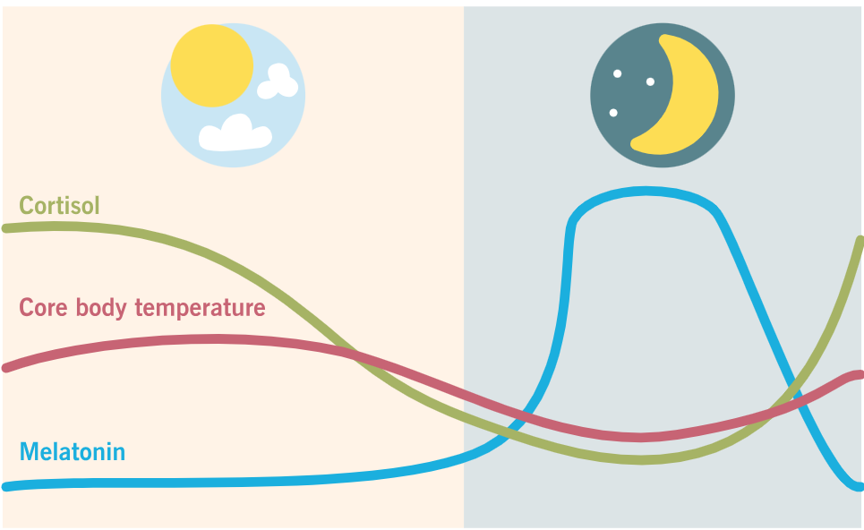 Sleep 101 Continued: Understanding Circadian Rhythms &amp; Hormones