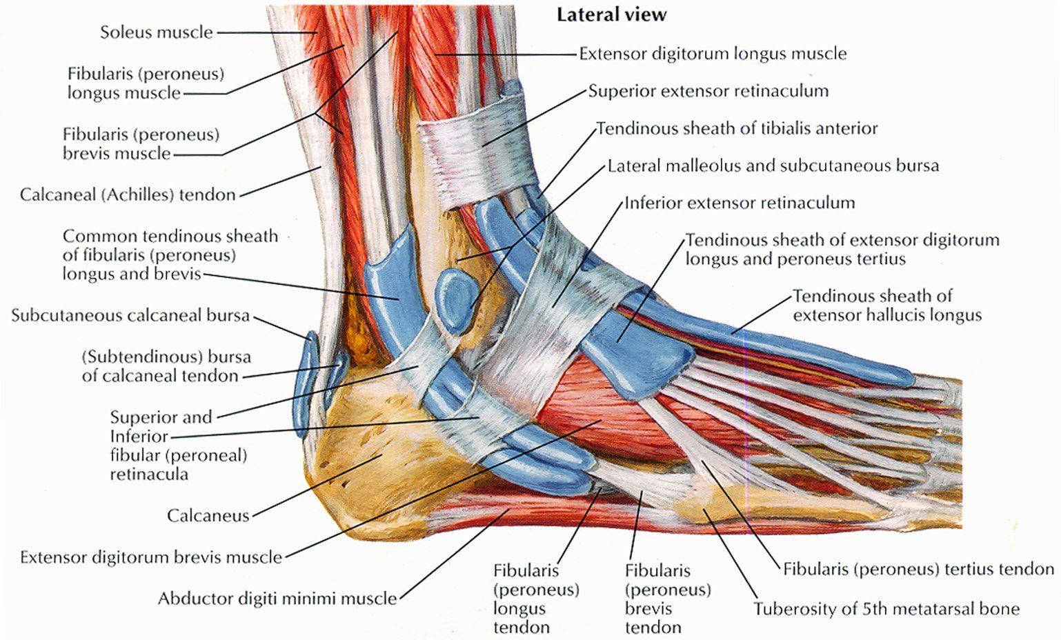 Podiatry Lateral Anatomy Picture
